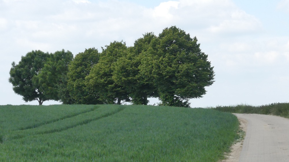 Baumreihe an einem Feld am Niederrhein.
