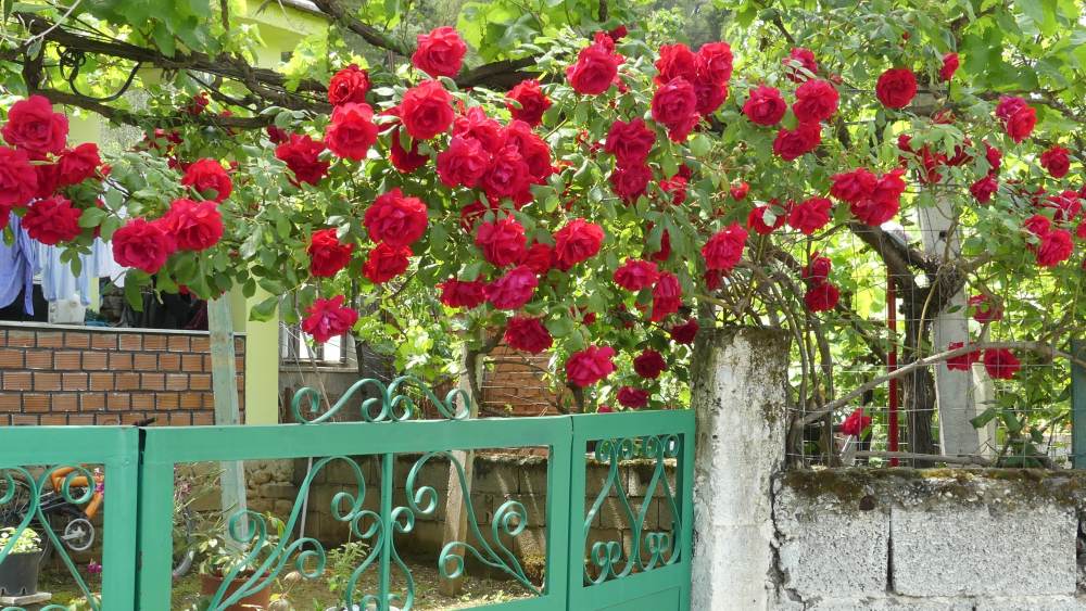 Rote Rosen blühen über einer Mauer in Permet.