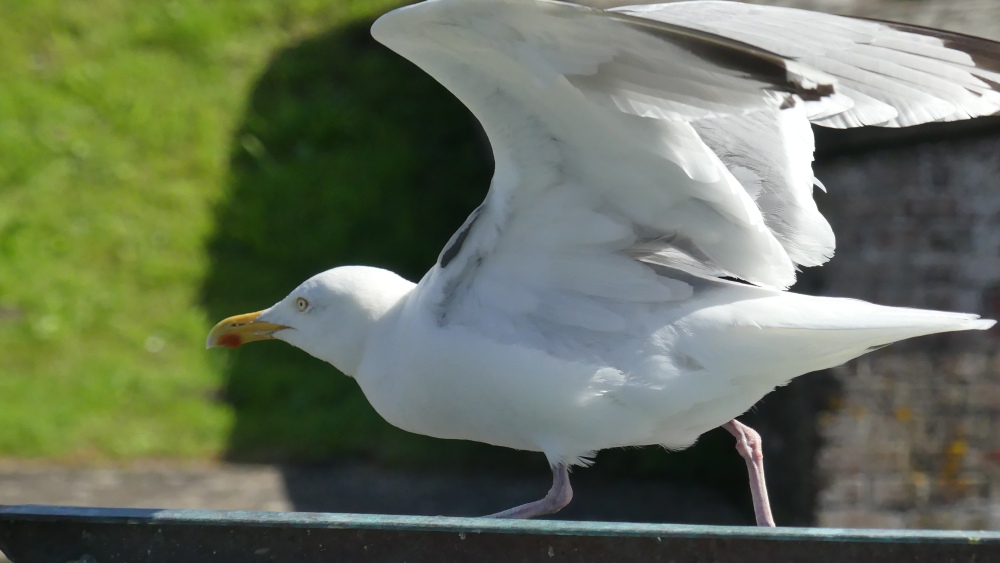 Möwe an der Nordsee.