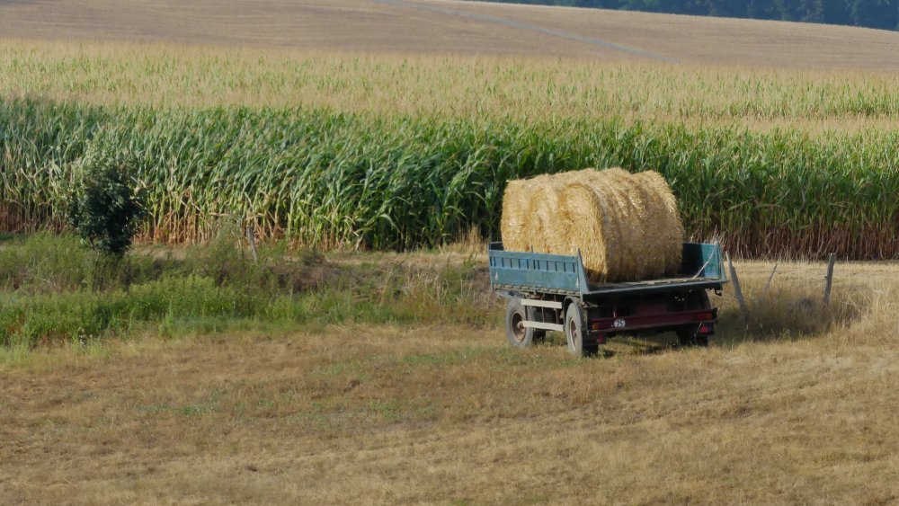 Wagen mit Strohballen auf dem Feld.