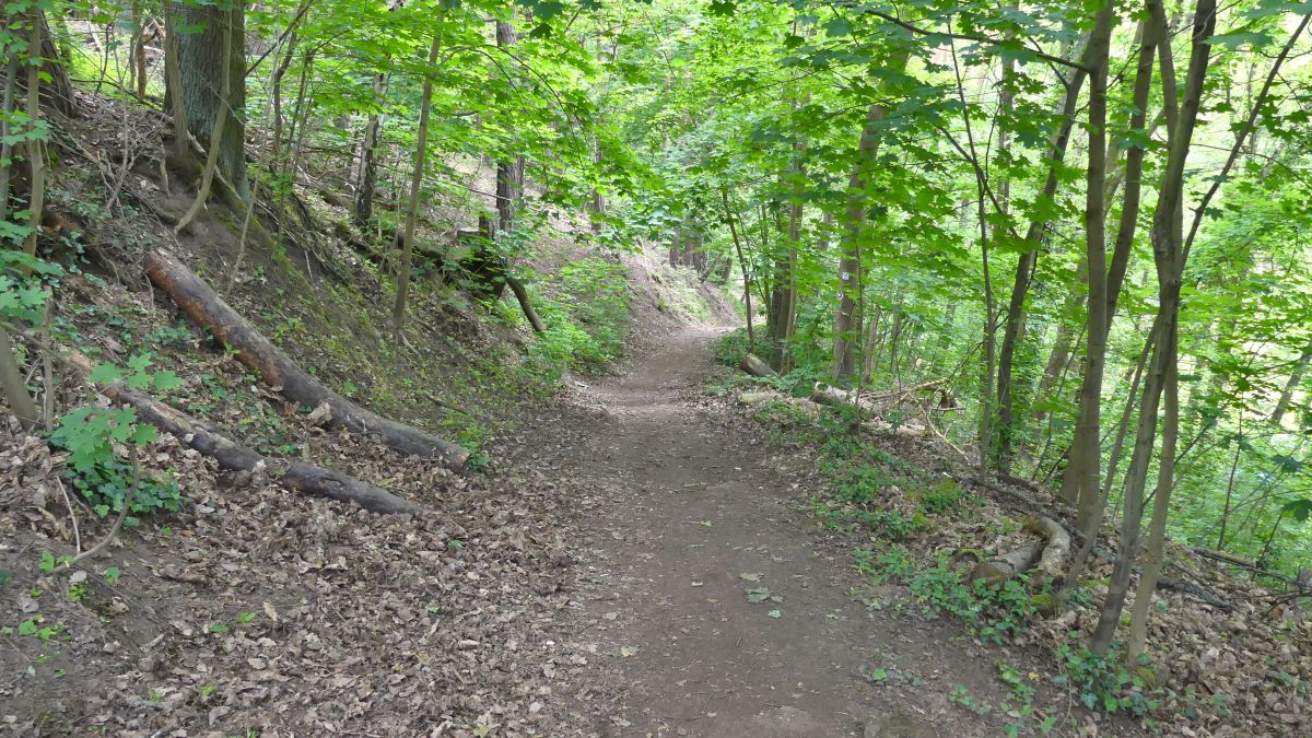 Weg im grünen Wald.