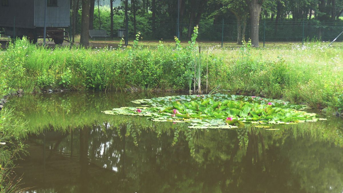 Wasserfläche mit Seerosen im Moormuseum Geeste im Emsland.