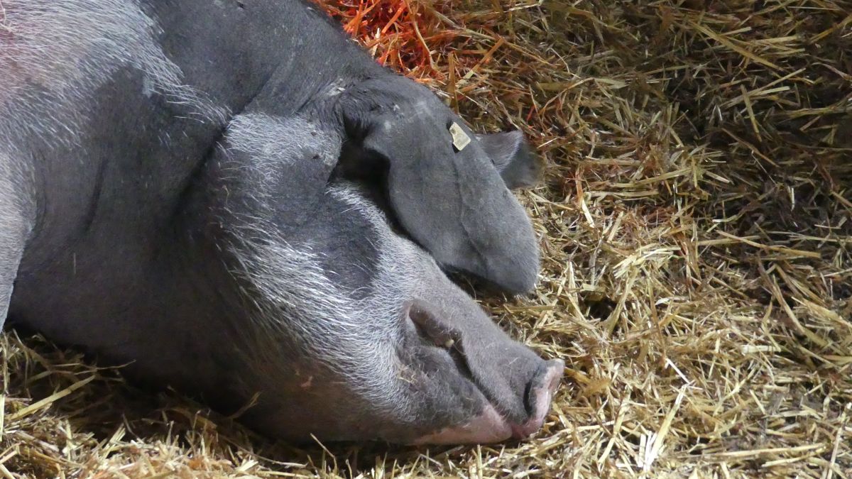 Schlafendes Schwein im Stroh.