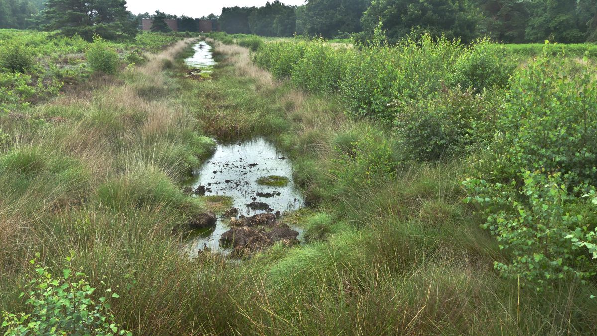 Moorlandschaft mit Gräsern und Wasserflächen.