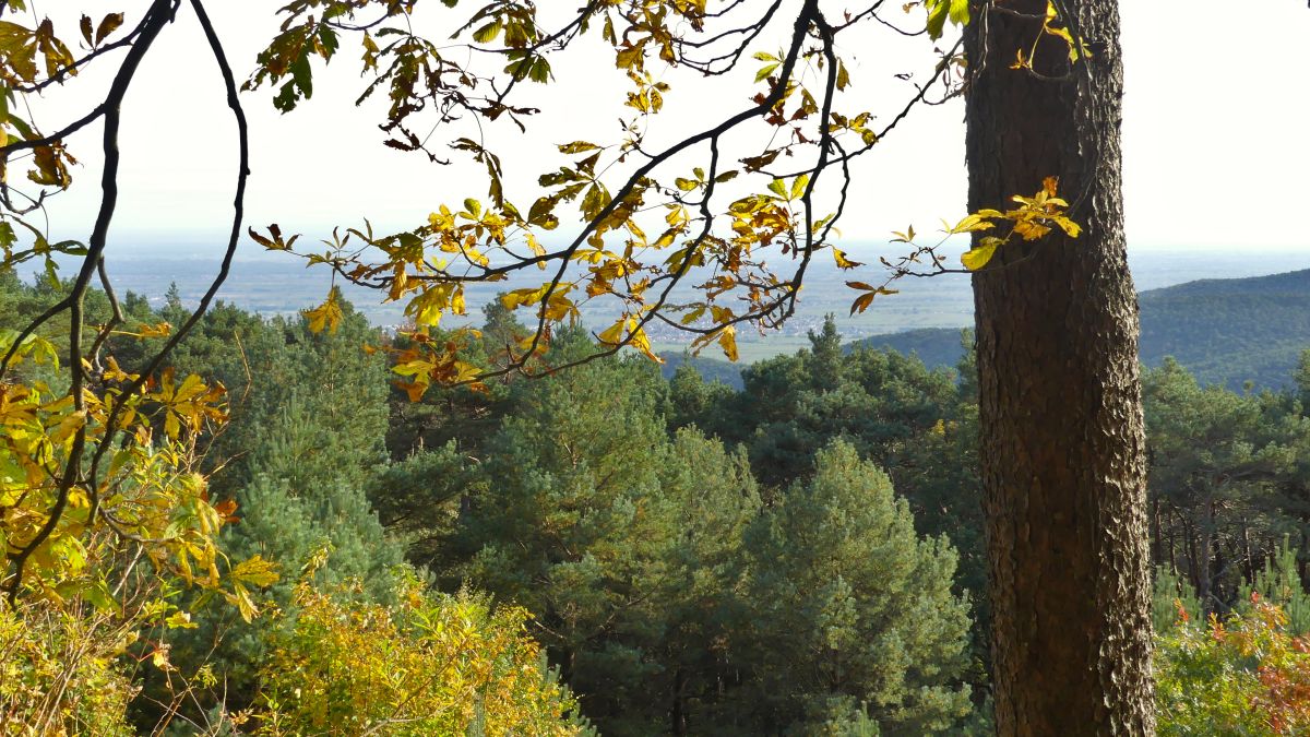 Ausblick auf grüne Hügel in der Pfalz.