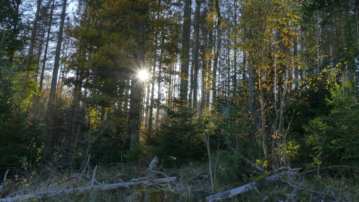 Sonne scheint zwischen den Bäumen im Wald hervor.