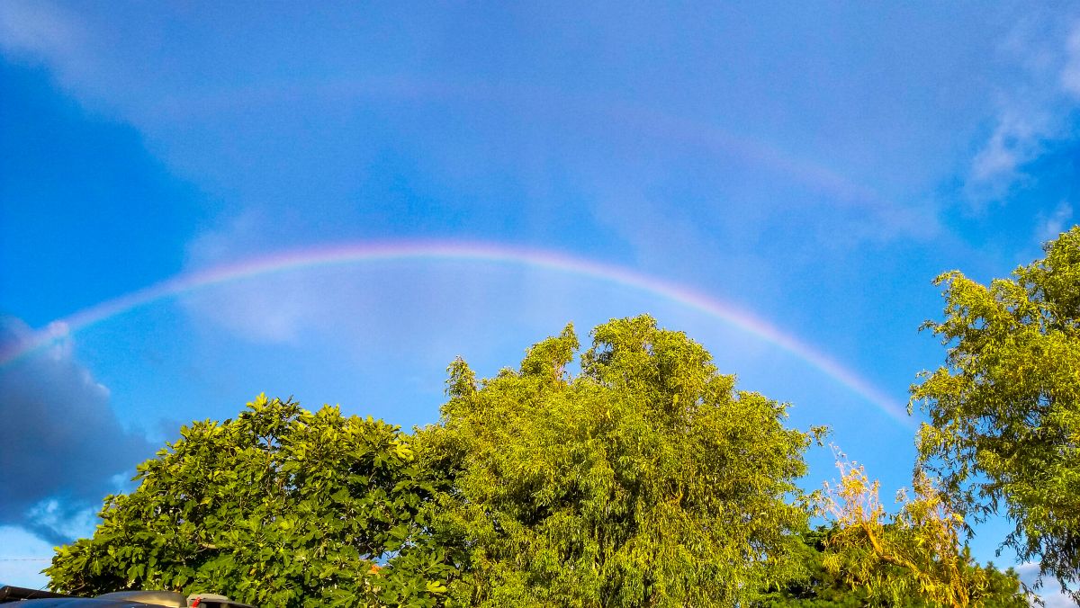 Regenbogen über grünen Bäumen.