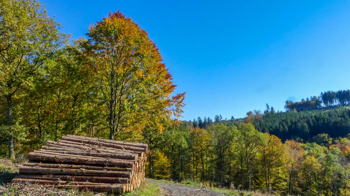 Weg mit Holzstapel und herbstbelaubtem Baum.