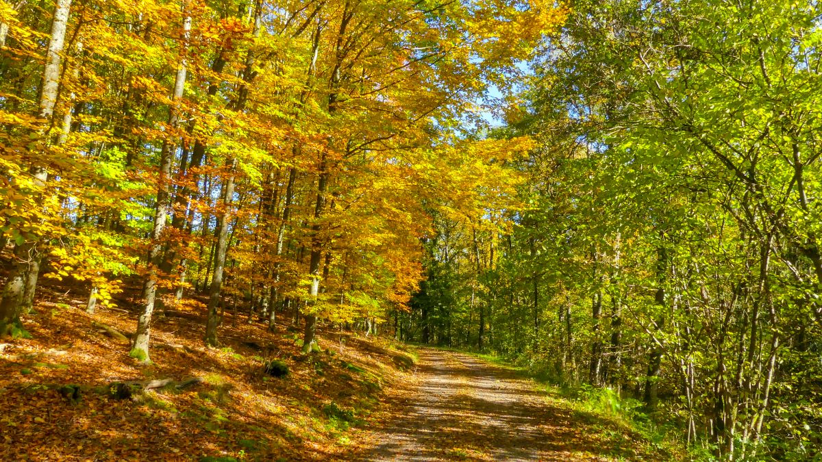 Bunter Herbstwald.