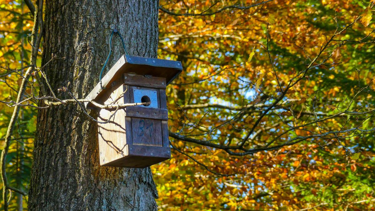 Vogelhäuschen am Baum.