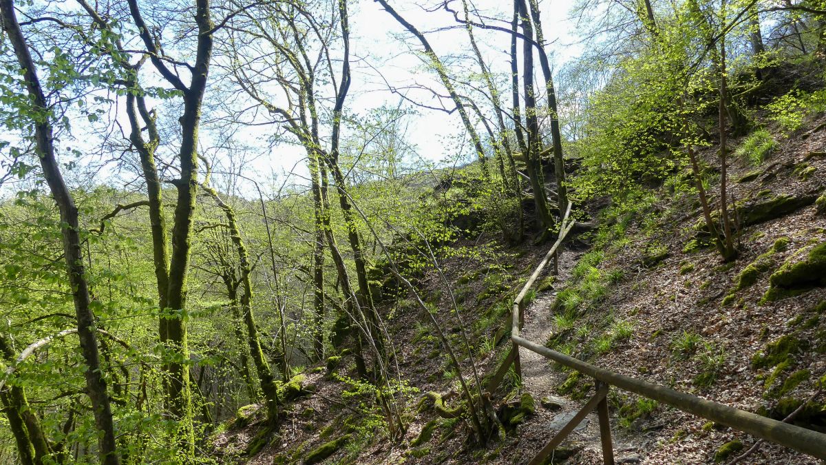 Steiler Pfad auf der Traumschleife Rockenburger Urwaldpfad.
