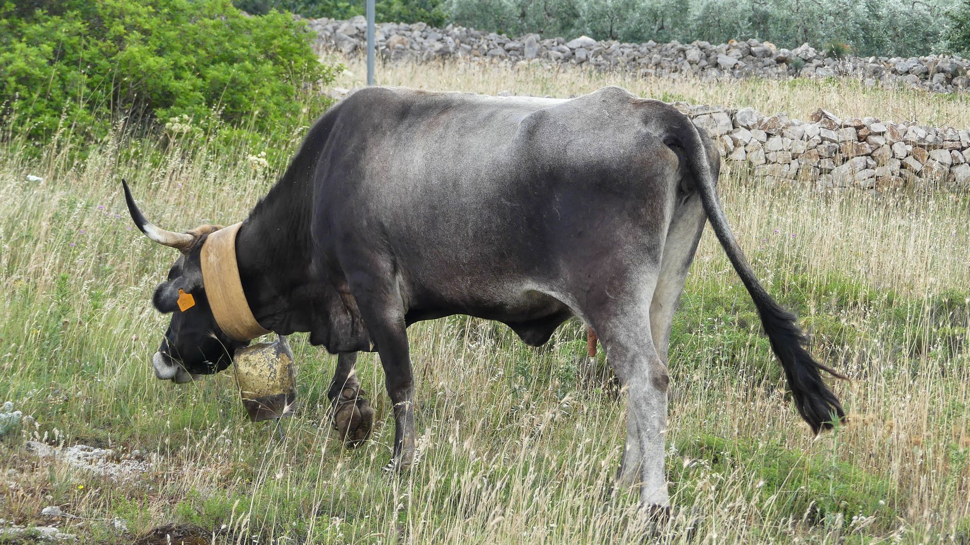 Kuh mit langen Hörnern und breitem Glockenband um den Hals.