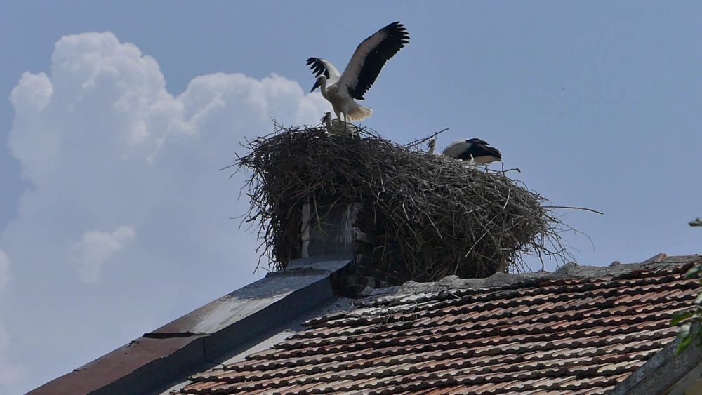 Mehrere Störche in einem Nest auf einem Hausdach.