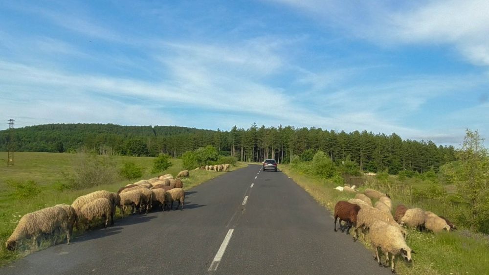 Schafe auf der Landstraße in Bulgarien.