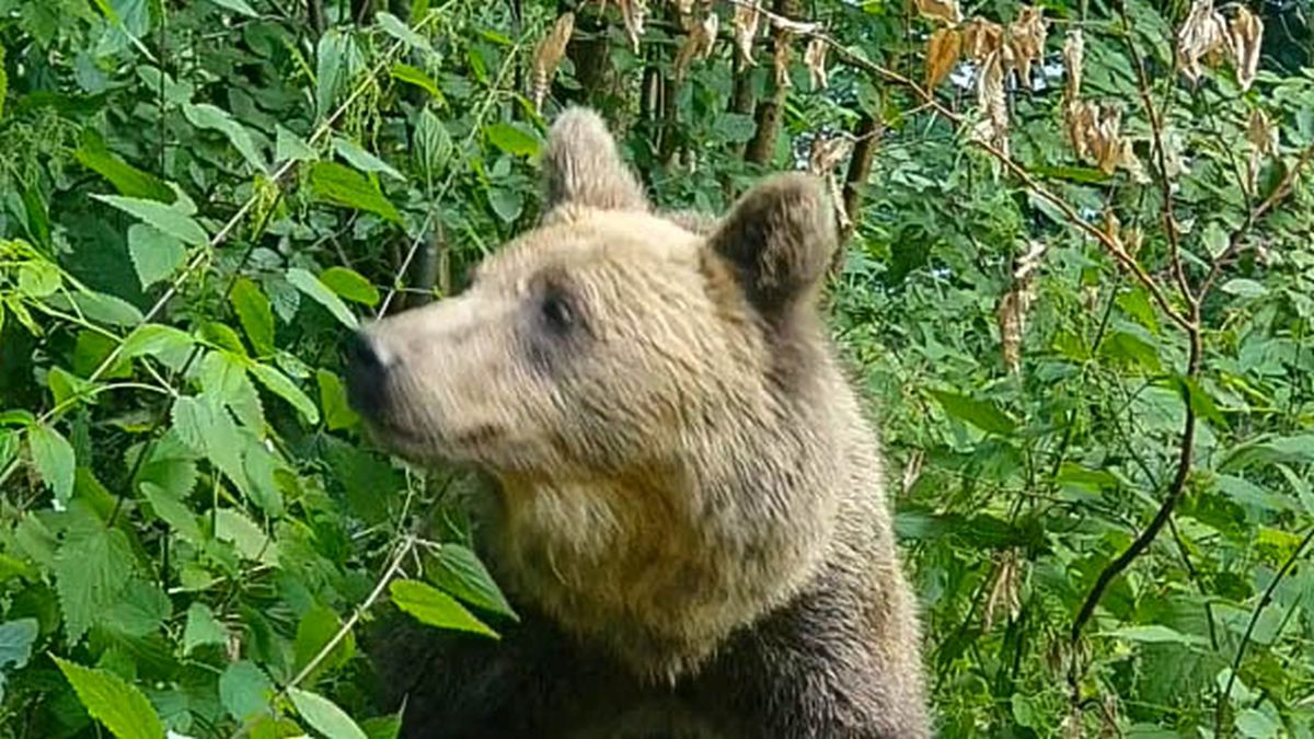 Bär schaut aus dem Gebüsch.