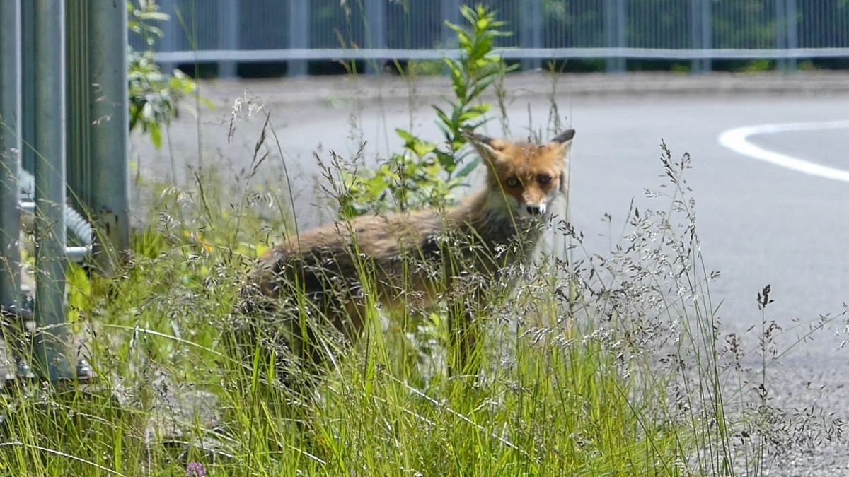 Ein Fuchs steht im Gras am Rand der Straße.