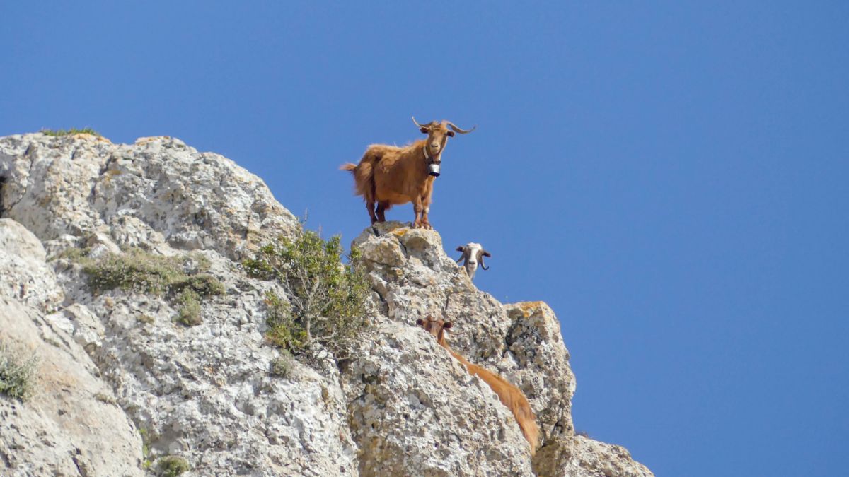 Ziegen stehen auf einem Berggrat und schauen hinab.