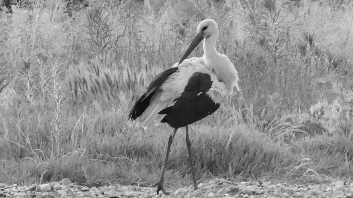 Storch schreitet im Ufergras.