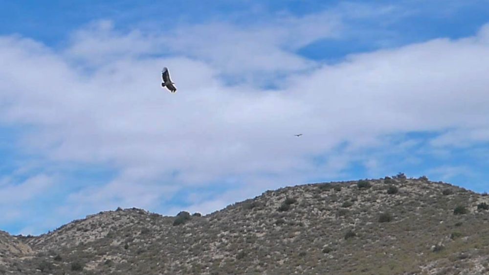 Geier fliegt über die Berge.