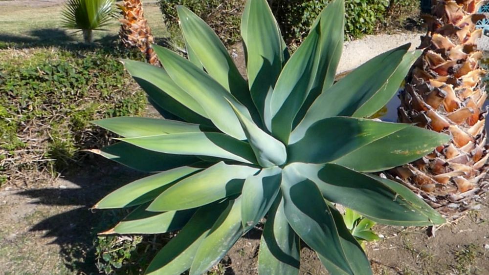 Große Agave.